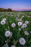 In the Weeds