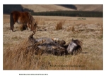 Welsh  Mountain & Moorlands