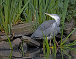 Grey Heron - Ardea cinerea
