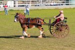 One horse and cart 5. 0A3A9539