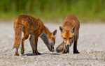 Red Foxes - Vulpes vulpes