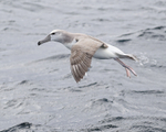 Shy Albatross landing, side view, South Africa