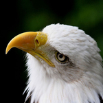 American Bald Eagle