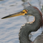 Heron-Quality-example_0897