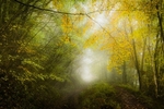Autumn's Fire