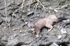 Stoat, Swords