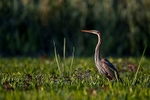 Purple Heron