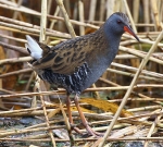 Water Rail