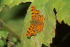 Comma Butterfly