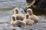 Black Swan Family 5