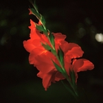 Red Gladiolus