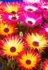 Livingstone Daisies