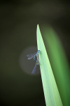 Insects _ AN 016