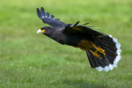 Caracara