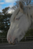 Horse Edited 4 of 173
