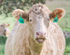 COW BLING - BRUCE COUNTY