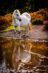 Grey horse in the forest-IMG_7899