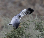 Pale Chanting Goshawk, hunting
