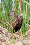 Limpkin preening, Harns Marsh, Florida