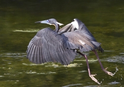 Tricolored Heron _0006