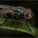 Print - Gold - John Slater - Winged Precision