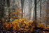 Fern Edge in Autumn nr. Lydbrook