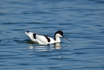 Avocet