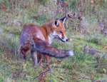 Red Fox - Vulpes vulpes