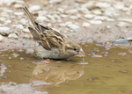 House Sparrow 2