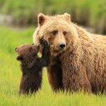 Brown Bear cub asking to be fed by mother, Silver Salmon Creek, Alaska