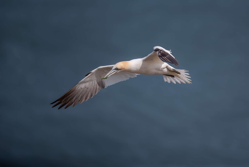 Gannet - Bempton Cliffs