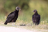 American Black Vultures at roadside, Viera Wetlands, Florida