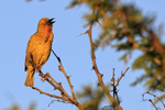 Cape Weaver (male) singing, Mossel Bay, South Africa