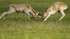 FALLOW DEER RUTTING ref rdr 9