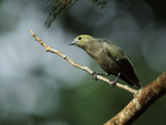 Palm Tanager perched, Gamboa, Panama