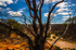 The Outback I