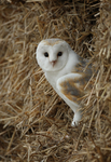 Barn Owl