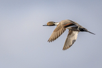 Pintail on the Move