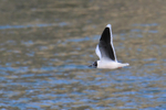 Little Gull in flight above the moat at Leeds Castle