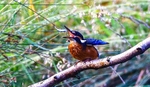 Kingfisher