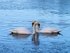 Mute Swans