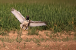 Little Bustard slowing to land, Montgai, Catalonia, Spain