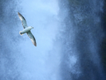 Fulmar in front of waterfall, Seljalandsfoss, Iceland