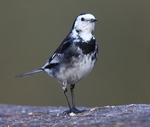 Pied Wagtail