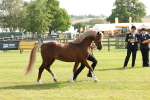 SBM_00707