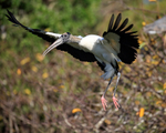 Wood Stork close fly-past, Wakodahatchee Wetlands, Florida