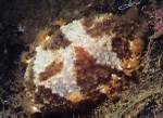 Tritonia hombergii