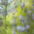Wisteria