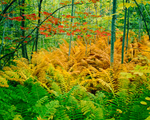 Istock #16735773