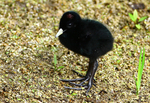 Water Rail chick